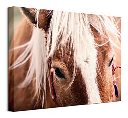 Switzerland horse - obraz Andres Raphael CAA3782