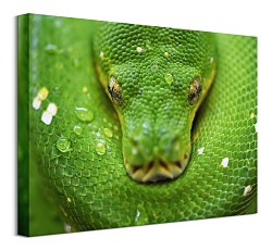 Kuranda Snake - obraz, Clode David CAA3796