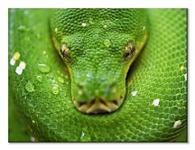 Kuranda Snake - obraz, Clode David CAA3796