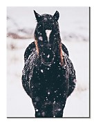 Obraz sneží v Llyn Brenig, United Kingdom - Tucker Thomas CAA3799