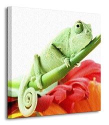 Chameleón na kvete - Obraz CKS0540