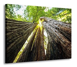 Sekvojovec mamutí - Obraz CD0074