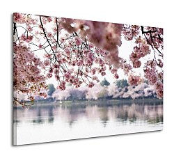 Kvety višne - Obraz CD0321