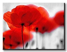 Červené maky - Obraz CD0086