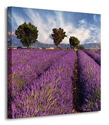 Lavender field in Provence, France - Obraz CKS0366