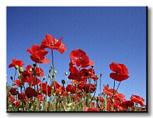 Červené maky na lúke - Obraz CD0154