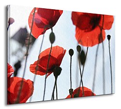 Obraz na stenu Červené maky CS0177