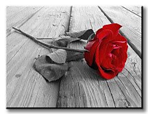Ruža na móle - Obraz CD0046