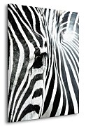 Zebra - Obraz na płótnie CD0550