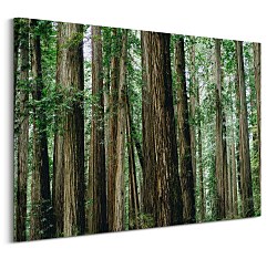 Crescent Woods - obraz CD3725