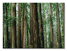 Crescent Woods - obraz CD3725