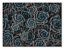 Kaktusy - obraz CD3727