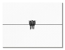 Black swallow - obraz CD3741