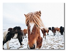 Obrazy na stenu kone - Icelandic Horse Keller Brandan CD3742