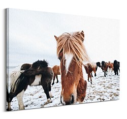 Obrazy na stenu kone - Icelandic Horse Keller Brandan CD3742