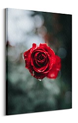 Obraz s červenou ružou - International Rose Test Garden, Keister Cole CD3744