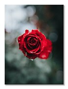 Obraz s červenou ružou - International Rose Test Garden, Keister Cole CD3744