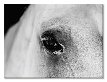 Obraz Pohľad koňa CD3749