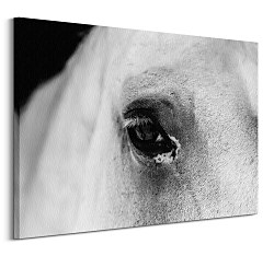 Obraz Pohľad koňa CD3749