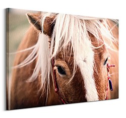 Obraz Andres Raphael - Switzerland horse CD3782