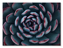 Israeli cactus - obraz Espanioly Yousef CD3792