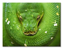 Zelený had Kuranda - obraz Clode David CD3796