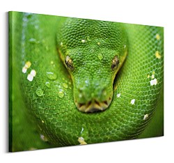 Zelený had Kuranda - obraz Clode David CD3796