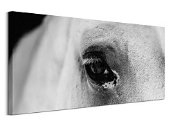 Black eye - obraz CE3749