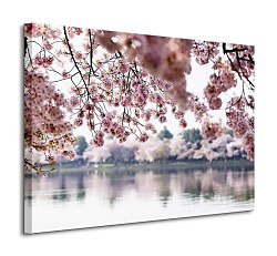 Kvety višne - Obraz CS0321