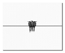 Black swallow - obraz na stenu CHI3741