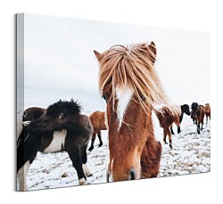 Icelandic Horse - obraz Keller Brandan CHI3742