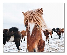 Icelandic Horse - obraz Keller Brandan CHI3742