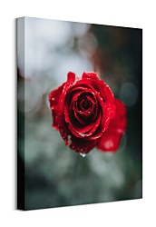 Úžasný obraz Ruža - International Rose Test Garden, Keister Cole CHI3744