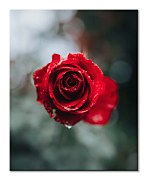 Úžasný obraz Ruža - International Rose Test Garden, Keister Cole CHI3744