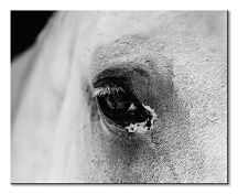 Black eye - obraz CHI3749