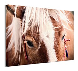Obraz na stenu Switzerland horse - Andres Raphael CHI3782