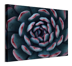 Espanioly Yousef obraz Israeli cactus CHI3792