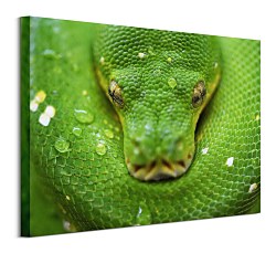 Kuranda Koala Gardens Snake - obraz Clode David CHI3796