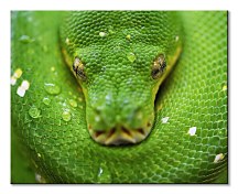 Kuranda Koala Gardens Snake - obraz Clode David CHI3796