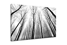 Čiernobiely obraz Stromy 29232