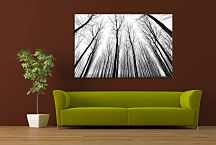 Čiernobiely obraz Stromy 29232