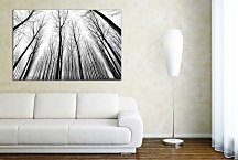 Čiernobiely obraz Stromy 29232