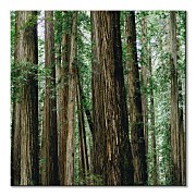 Crescent Woods - obraz CKM3725