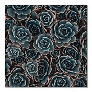 Obraz do interiéru Kaktusy, Harris Joshua CKM3727