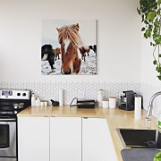 Obraz Islandský kôň - Brandan Keller CKM3742