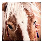 Obraz Švajčiarsky kôň - Andres Raphael CKM3782