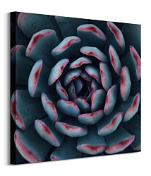 Obraz na stenu Israeli cactus, Espanioly Yousef CKM3792