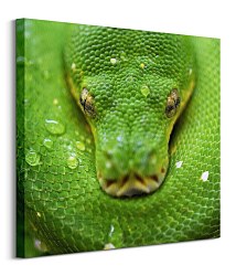 Clode David - Kuranda Koala Gardens Snake - obraz CKM3796