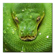 Clode David - Kuranda Koala Gardens Snake - obraz CKM3796