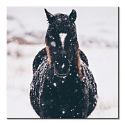 Tlačený obraz Čierny kôň v zime Llyn Brenig UK - Tucker Thomas CKM3799